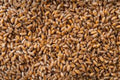 Hard Red Winter Wheat Seeds - NON-GMO for Planting, Sprouting, Fodder, Storage - Triticum aestivum