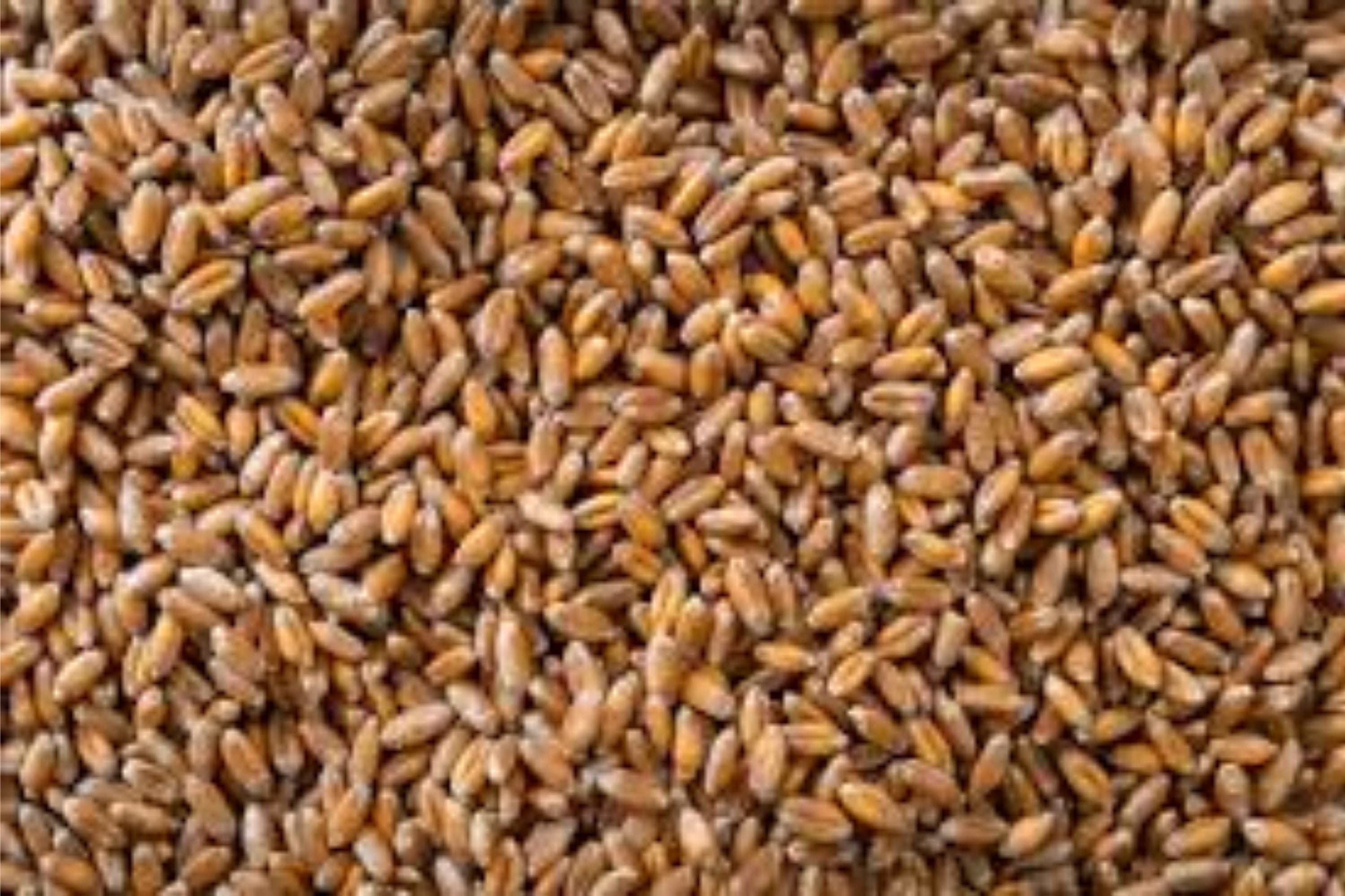 Hard Red Winter Wheat Seeds - NON-GMO for Planting, Sprouting, Fodder, Storage - Triticum aestivum