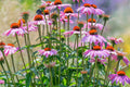 Purple Coneflower Seeds | Non-GMO | Echinacea purpurea | Flowering Garden Plant Seeds | Free Shipping