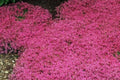 Red Creeping Thyme Seeds - 20000+ Non-GMO Perennial Ground Cover Seeds (Thymus serpyllum)
