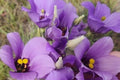 Eustoma exaltatum Seeds, Tularosa Basin Variety, Desert Marsh Gentian Flowering Plant, Native Wildflower Seeds