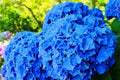 Hydrangea Seeds - Spring Mix - Non-GMO Flower Seeds - 85 or 250 Seeds - Hydrangea macrophylla