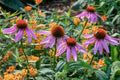 Double Echinacea Coneflower Seeds - 1000+ Perennial Flower Seeds for Planting - Echinacea purpurea