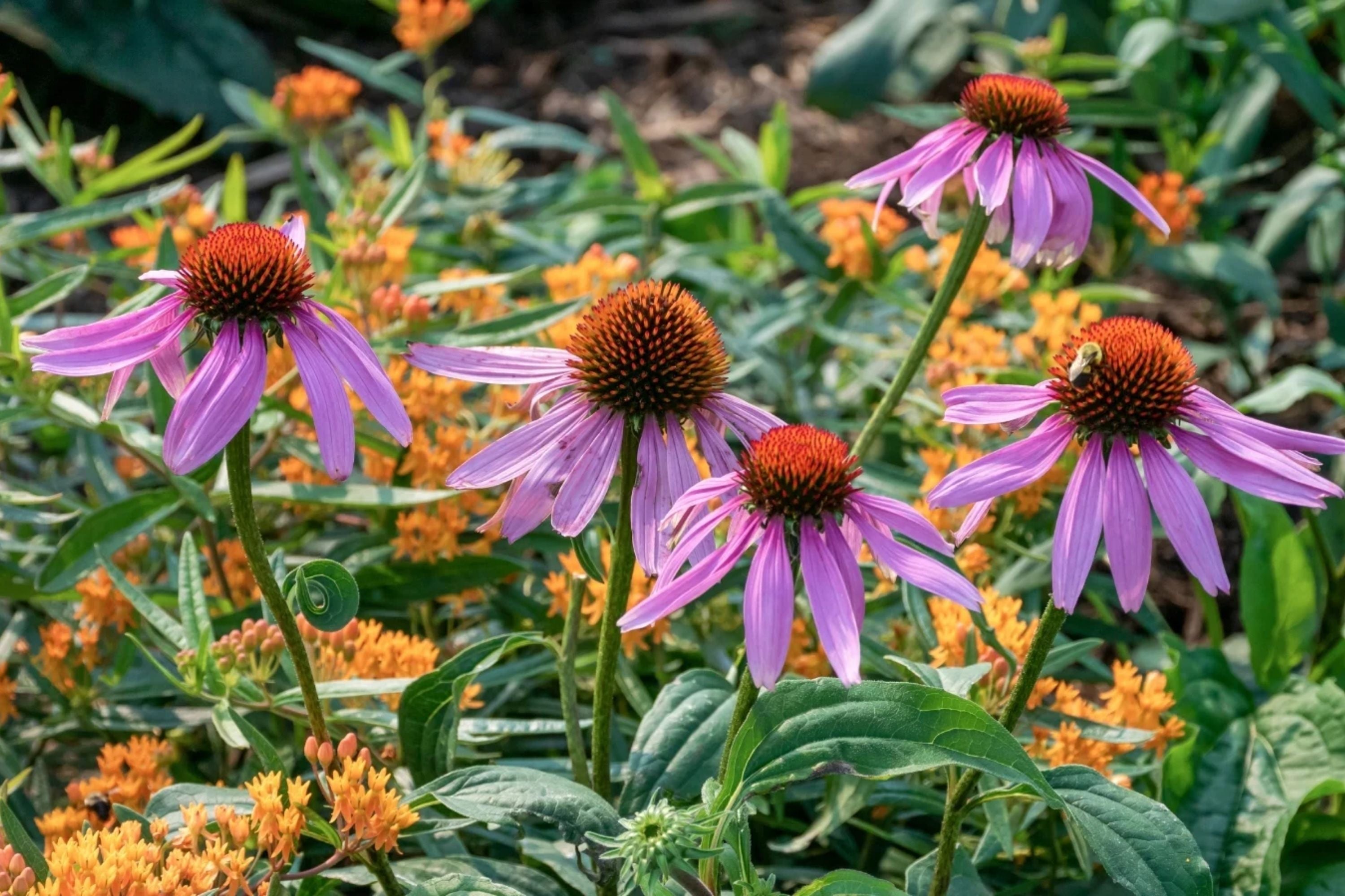 Double Echinacea Coneflower Seeds - 1000+ Perennial Flower Seeds for Planting - Echinacea purpurea
