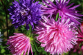 Ostrich Feather Mix Aster Seeds | Flower Seeds | Colorful Blooms | Aster spp. - Free Shipping Available