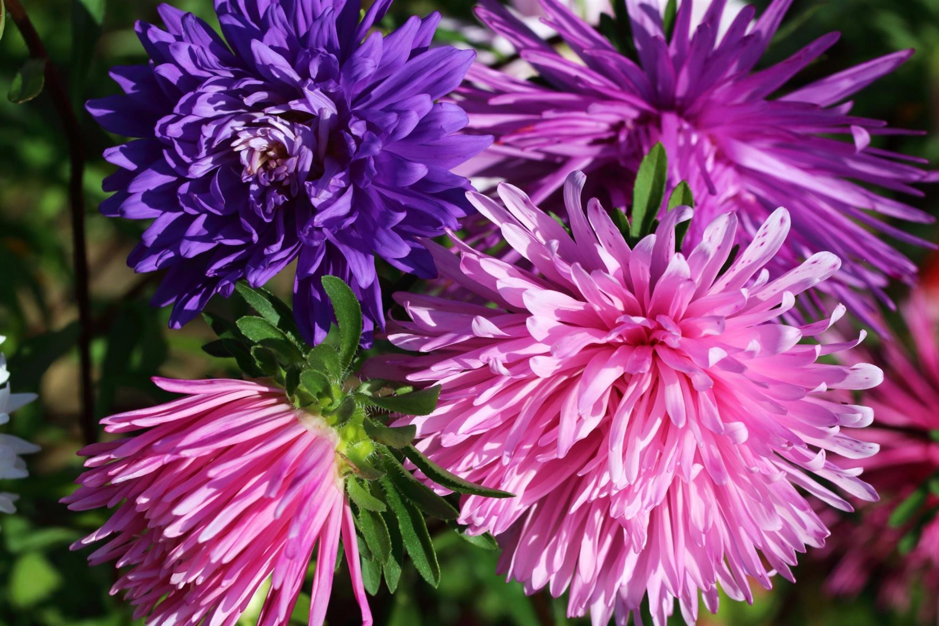 Ostrich Feather Mix Aster Seeds | Flower Seeds | Colorful Blooms | Aster spp. - Free Shipping Available