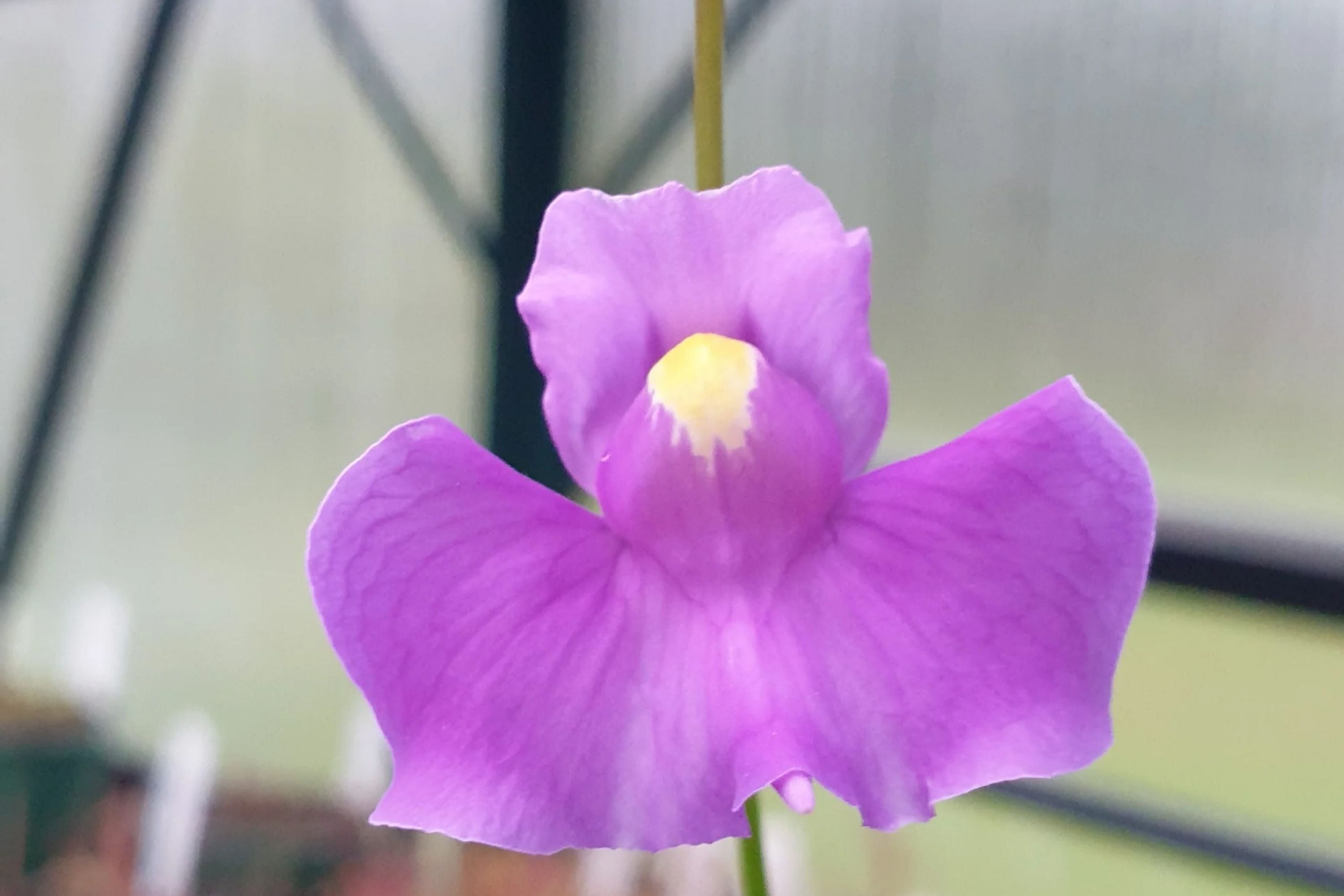 Utricularia longifolia Seeds, Tropical Carnivorous Bladderwort, Flowering Plant, Exotic Aquatic Plant Seeds