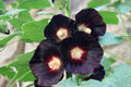 Hollyhock Seeds | Large Black & Deep Red Flowers | Alcea rosea 'Nigra' | Free Shipping