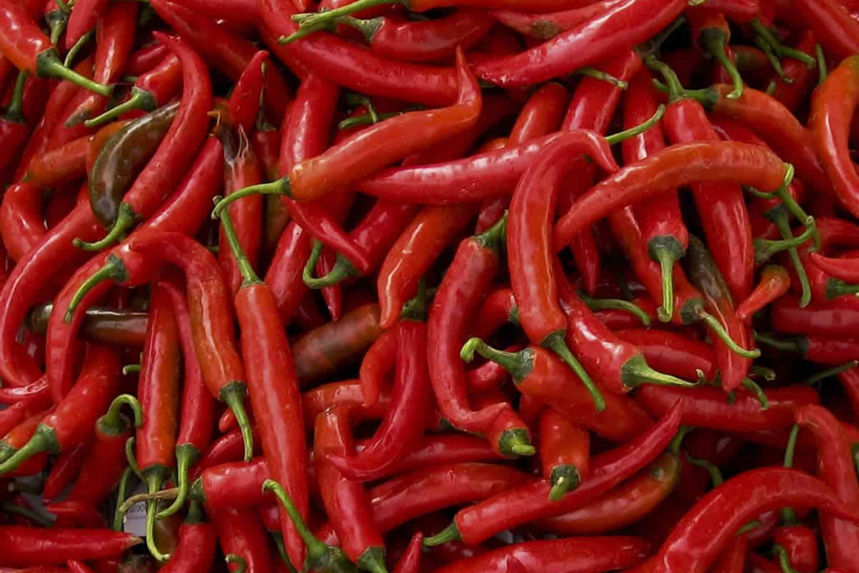 Hot Thai Pepper Seeds | Non-GMO | Fresh Spicy Chili Pepper Variety | Capsicum annuum
