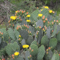 Prickly Pear Cactus Cutting (Opuntia) – Live Unrooted Pad with Orange, Pink & Yellow Blooms – Easy Grow Outdoor Succulent