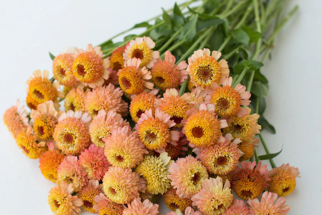 Zinderella Peach Zinnia Seeds - 100+ Double Bloom Seeds - USA Grown -  - Cut Flower Garden - Butterfly Magnet - Heat Tolerant