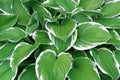 Mixed Rare Hosta Seeds - 200+ Perennial Planting Seeds for Pollinator Garden - Hosta spp.