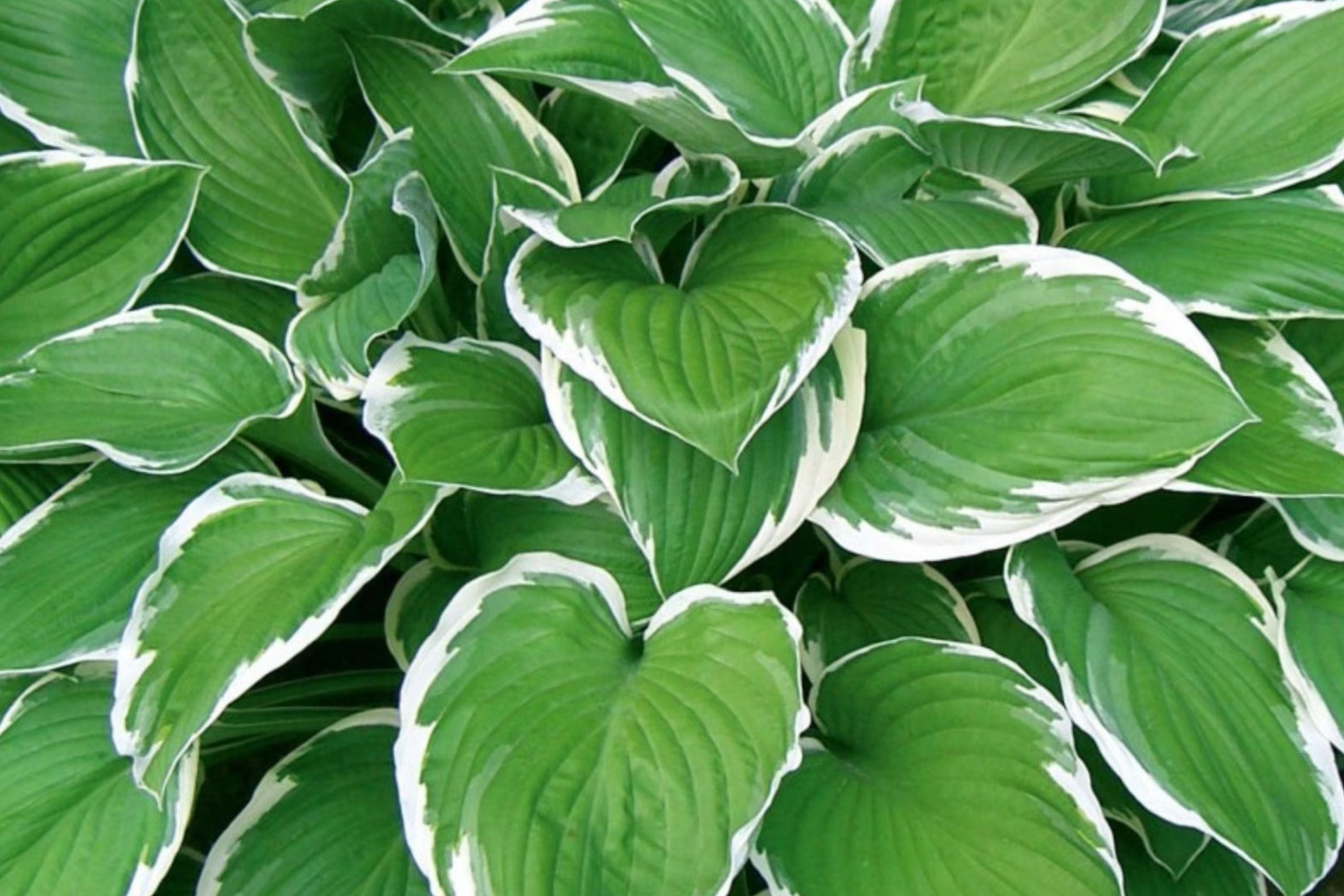 Mixed Rare Hosta Seeds - 200+ Perennial Planting Seeds for Pollinator Garden - Hosta spp.