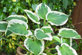 Hosta Seeds for Planting - 200+ Perennial Outdoor Garden Seeds - Attracts Pollinators - Hosta spp.