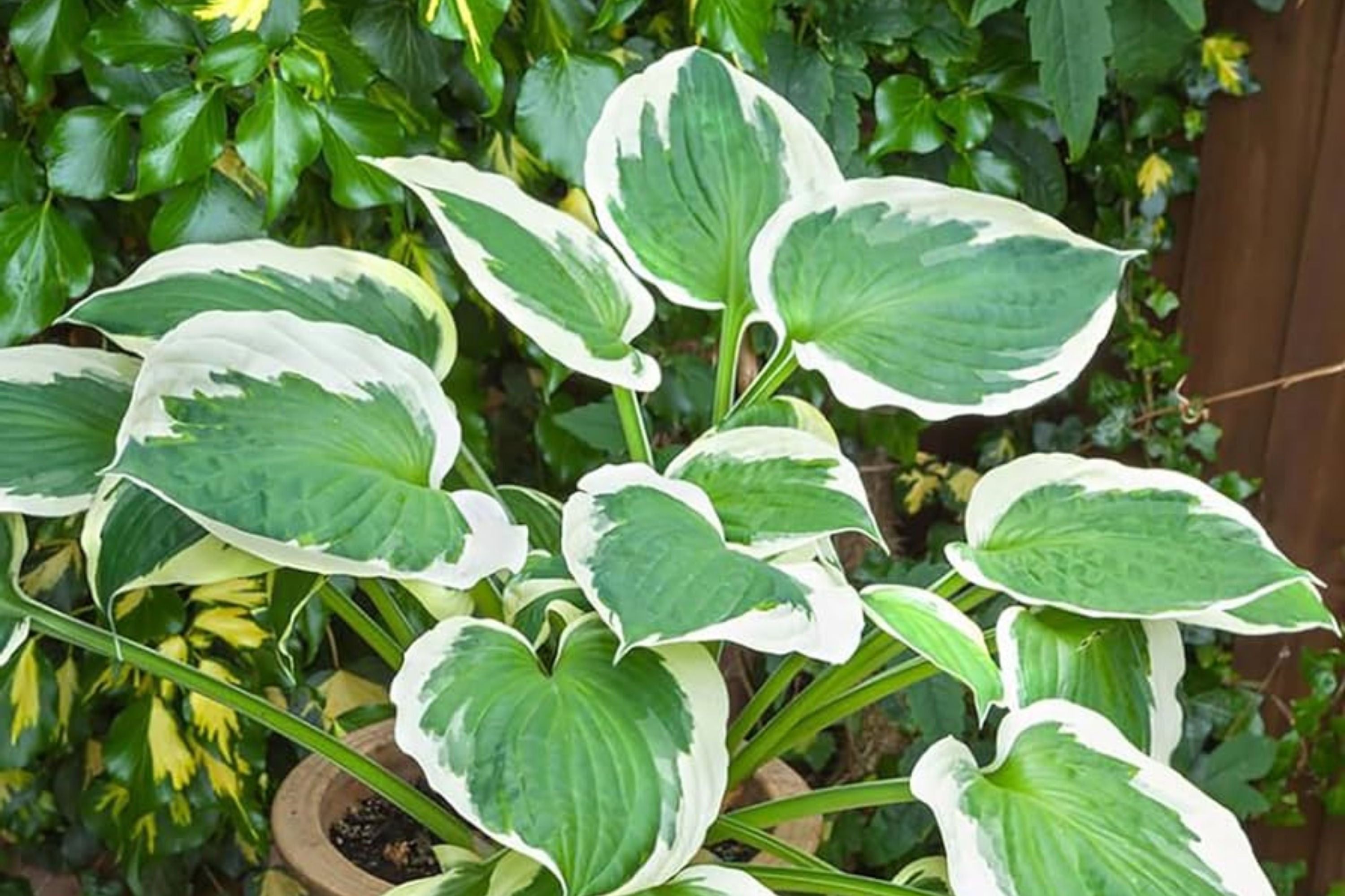 Hosta Seeds for Planting - 200+ Perennial Outdoor Garden Seeds - Attracts Pollinators - Hosta spp.