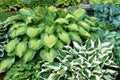 Hosta Seeds - 200+ Perennial Hosta Seeds for Outdoor Garden - Attract Pollinators - Hosta spp.