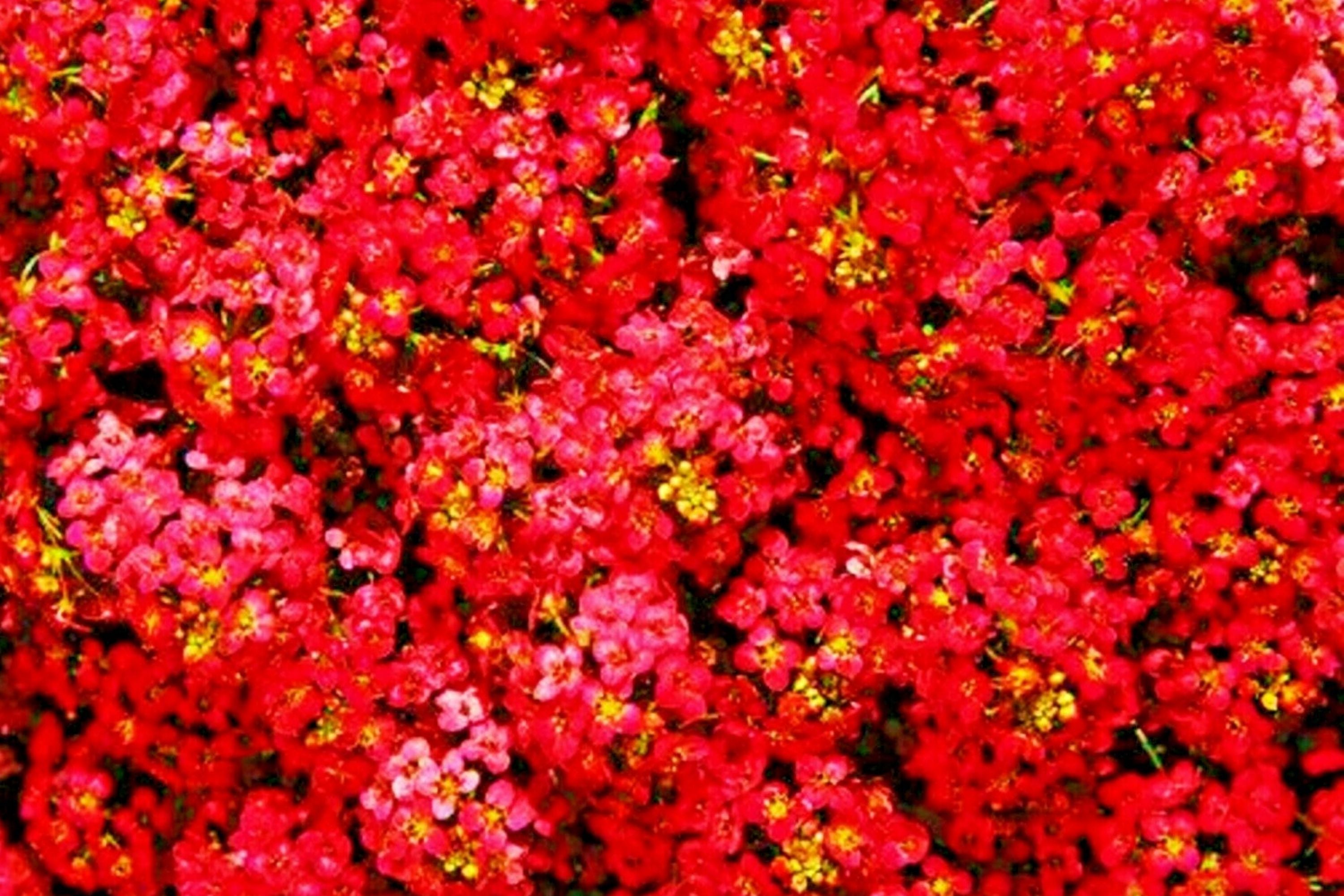 Teal Alyssum Seeds | Carpet Flower | Sweet Flowers | Brassicaceae