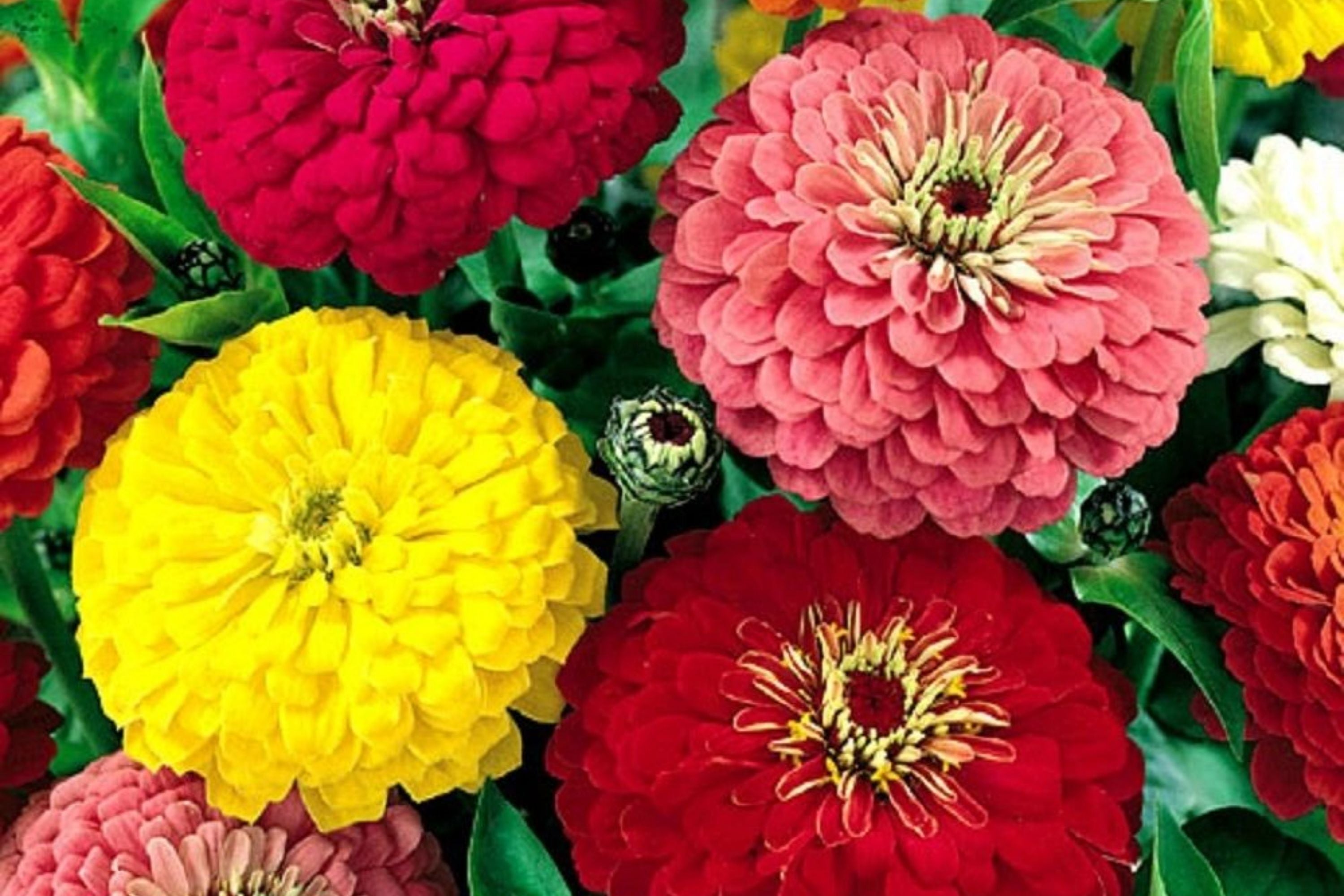 Zinnia Dahlia Seeds Pack - Bulk Flower Seeds for Vibrant Blooms - Zinnia elegans