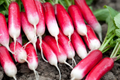 French Breakfast Radish Seeds | 300+ Non-GMO Heirloom Seeds | Fresh Garden Variety | Raphanus sativus