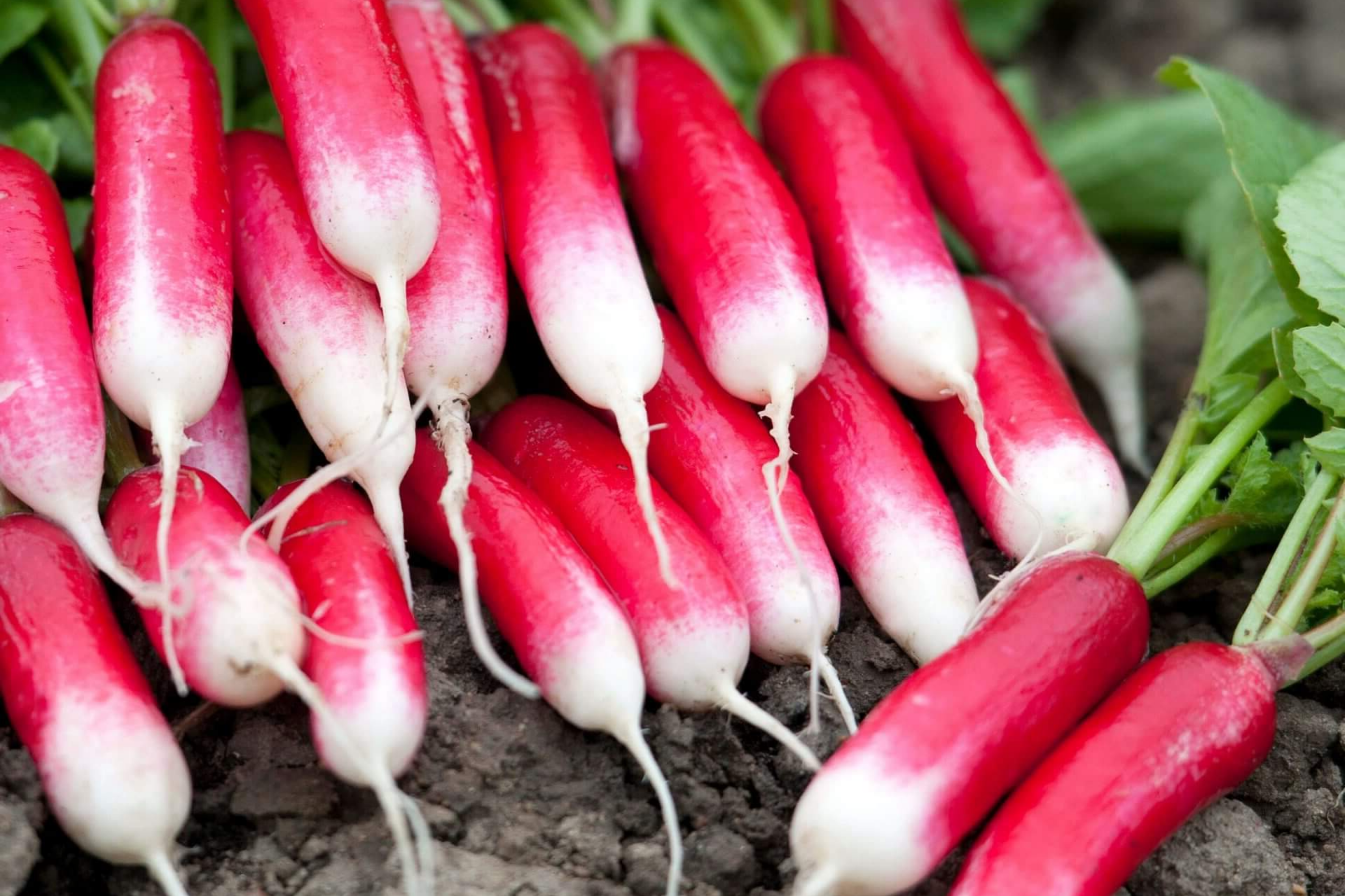 French Breakfast Radish Seeds | 300+ Non-GMO Heirloom Seeds | Fresh Garden Variety | Raphanus sativus