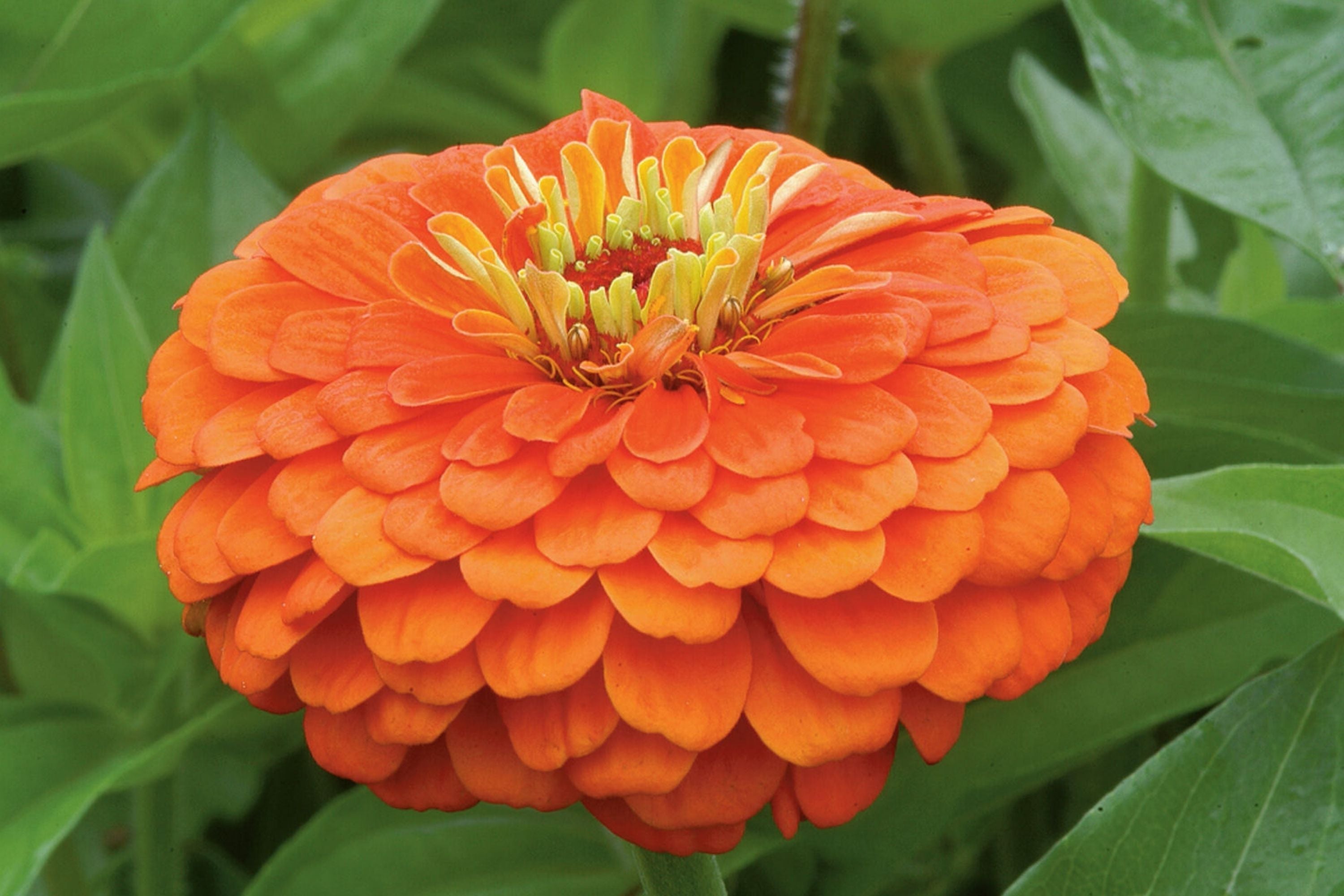 Zinnia Seeds - Giant Orange King Variety - 5" Flowers - Zinnia elegans