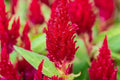 Scarlet Plume Celosia Seeds | Non-GMO Flower Seeds | Celosia argentea