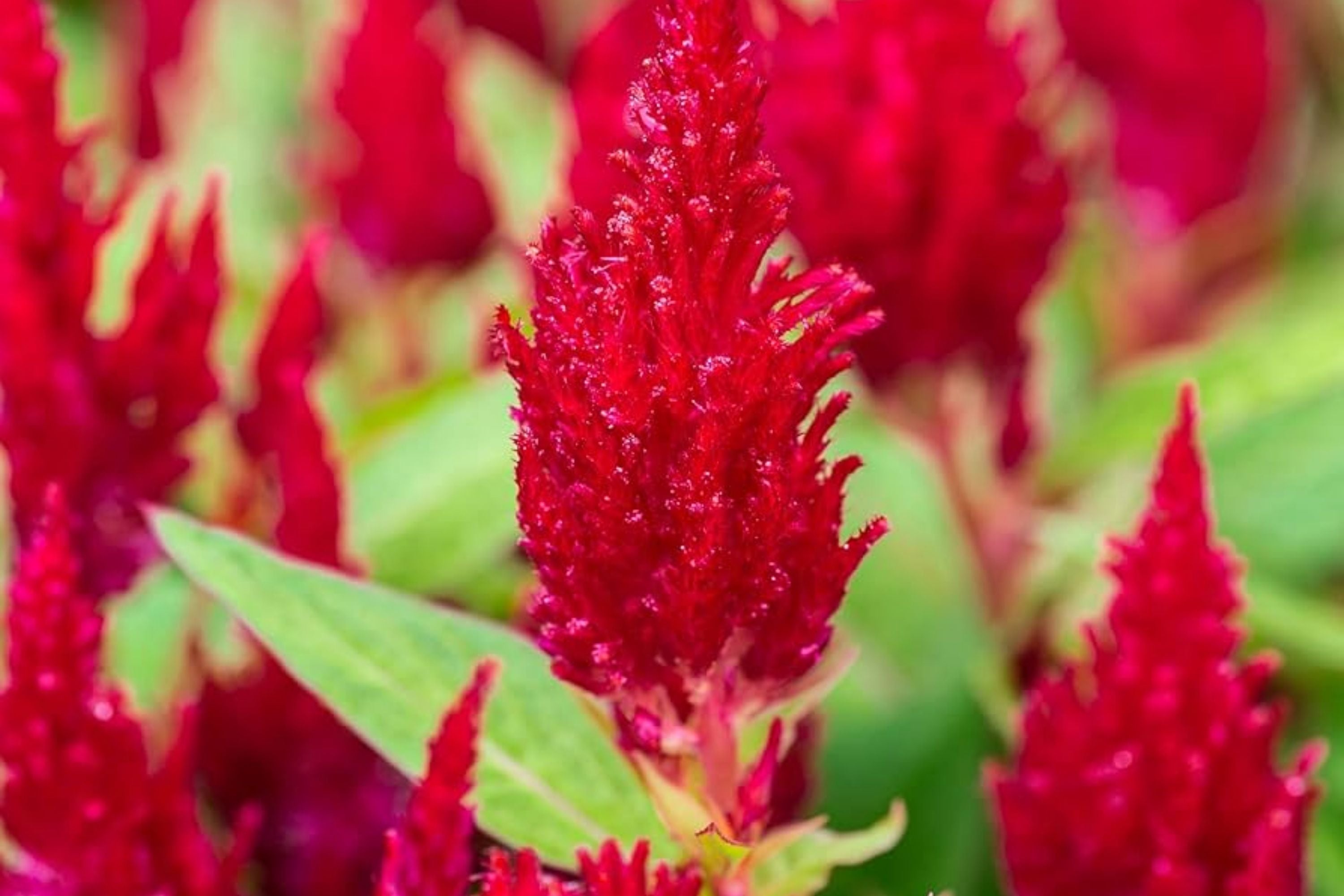 Scarlet Plume Celosia Seeds | Non-GMO Flower Seeds | Celosia argentea