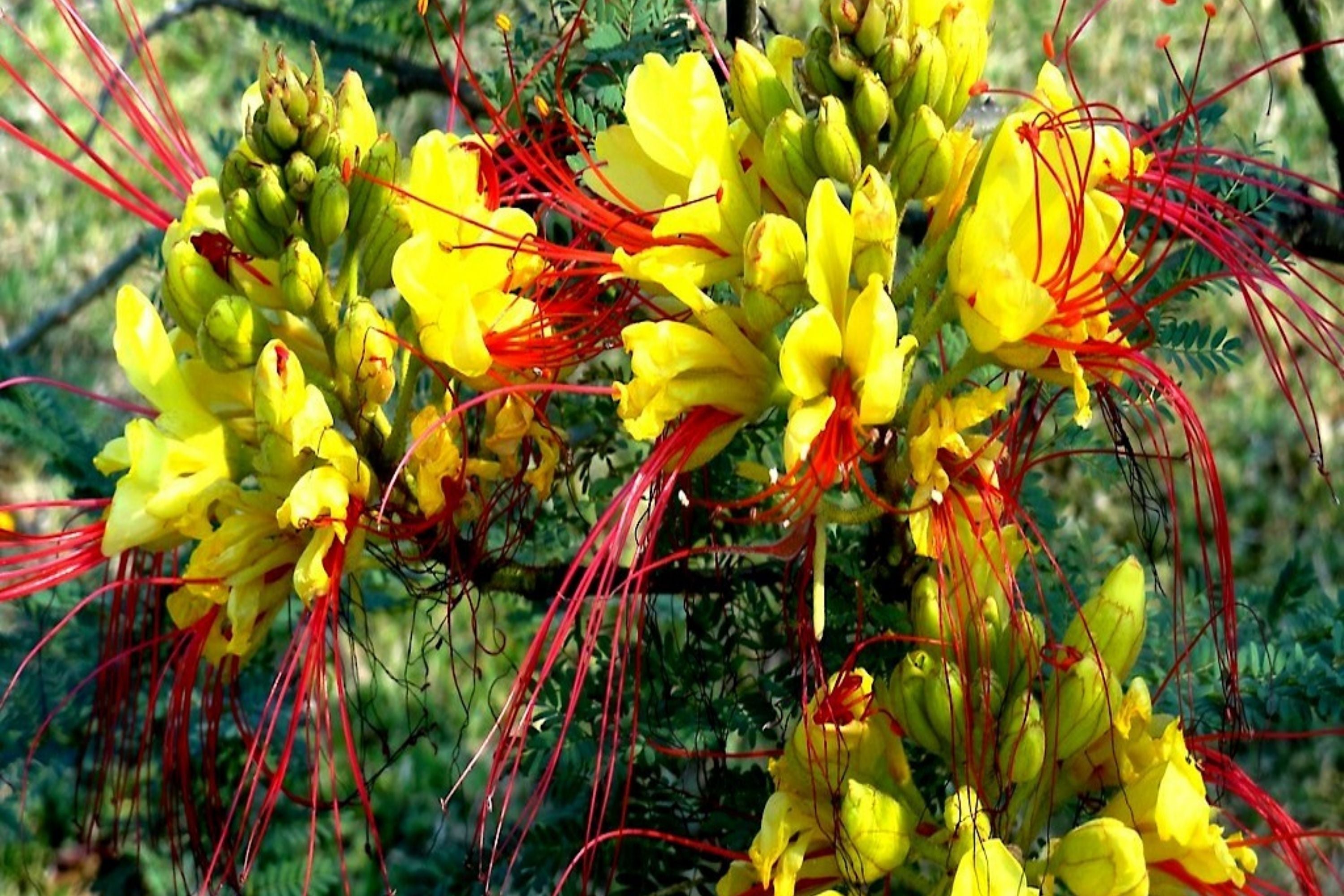 Mexican Desert Yellow Bird of Paradise Seeds - C. Gilliesii - Flowering Shrub Tree Seeds for Garden Planting