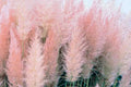Pink Pampas Grass Seeds, 10000+ Hardy Perennial Ornamental Grass Seeds, Cortaderia selloana