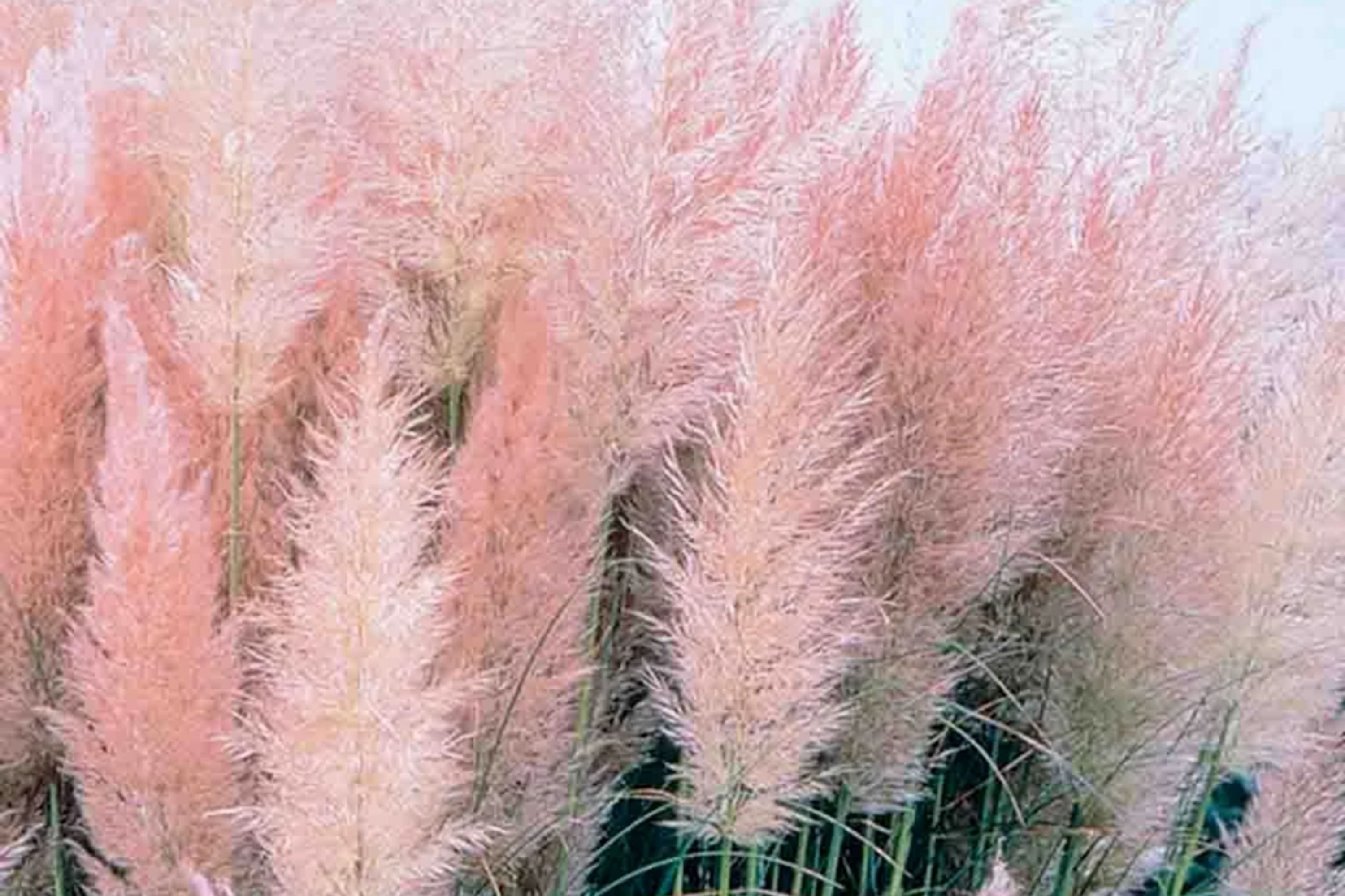 Pink Pampas Grass Seeds, 10000+ Hardy Perennial Ornamental Grass Seeds, Cortaderia selloana