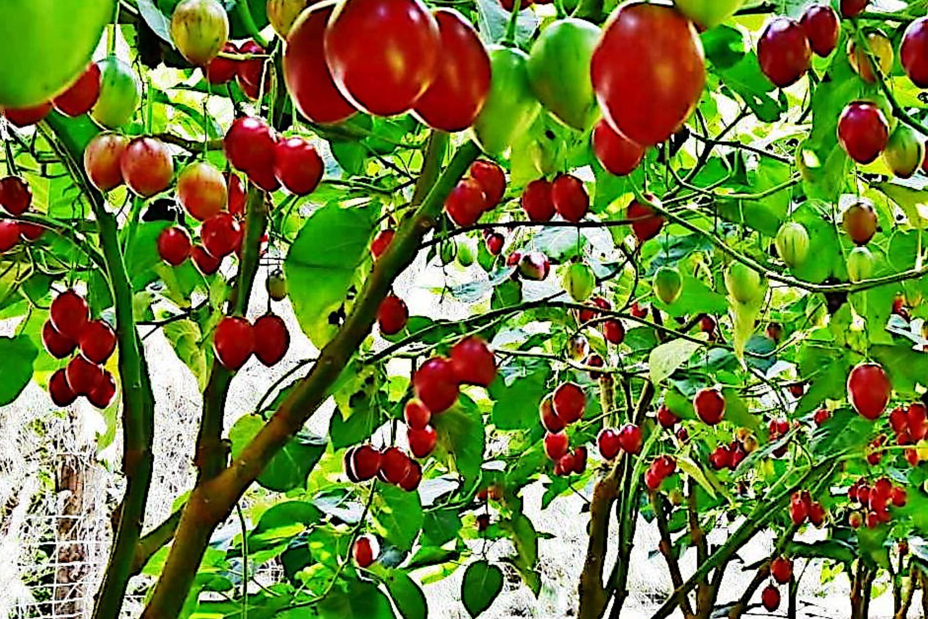 Tamarillo Tree Tomato Seeds - Fast Growing, High Yield Variety - Solanum betaceum - 60+ lbs Garden Fruit