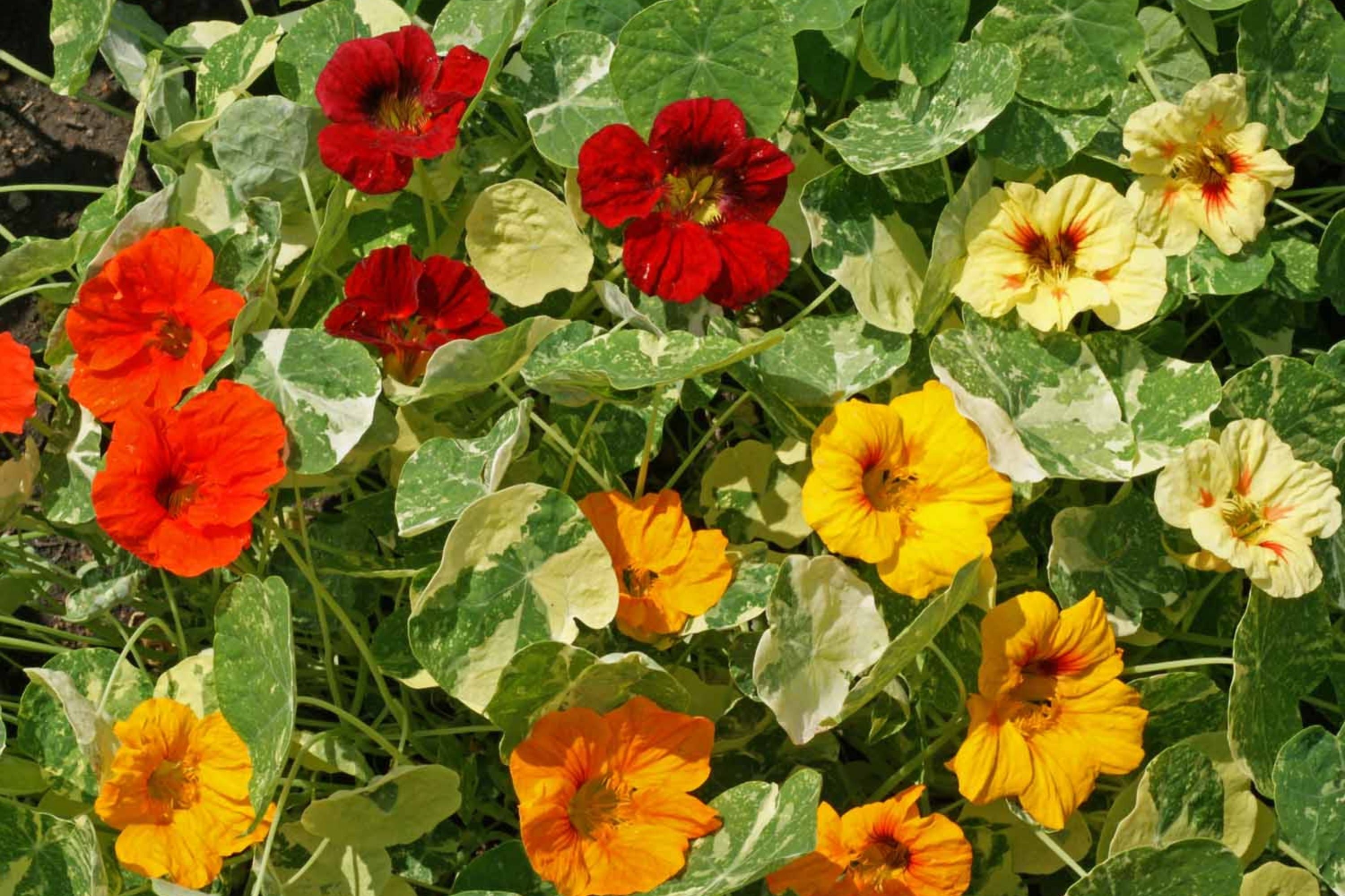 Nasturtium Seeds - Alaska Mix - Edible Flowers & Leaves - Heirloom Non-GMO - Tropaeolum majus