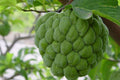Organic Sugar Apple Fruit Tree Seeds - Annona squamosa - Tropical Sweetsop Plant Seeds for Home Gardening