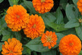 Zinnia Seeds - Giant 5" Double Orange Flowers - Orange King Heirloom Variety - 1187