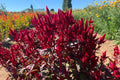 Pampas Plume Mix Celosia Seeds | 50-1,000 Non-GMO Seeds | Colorful Flowering Plants | Celosia Argentea