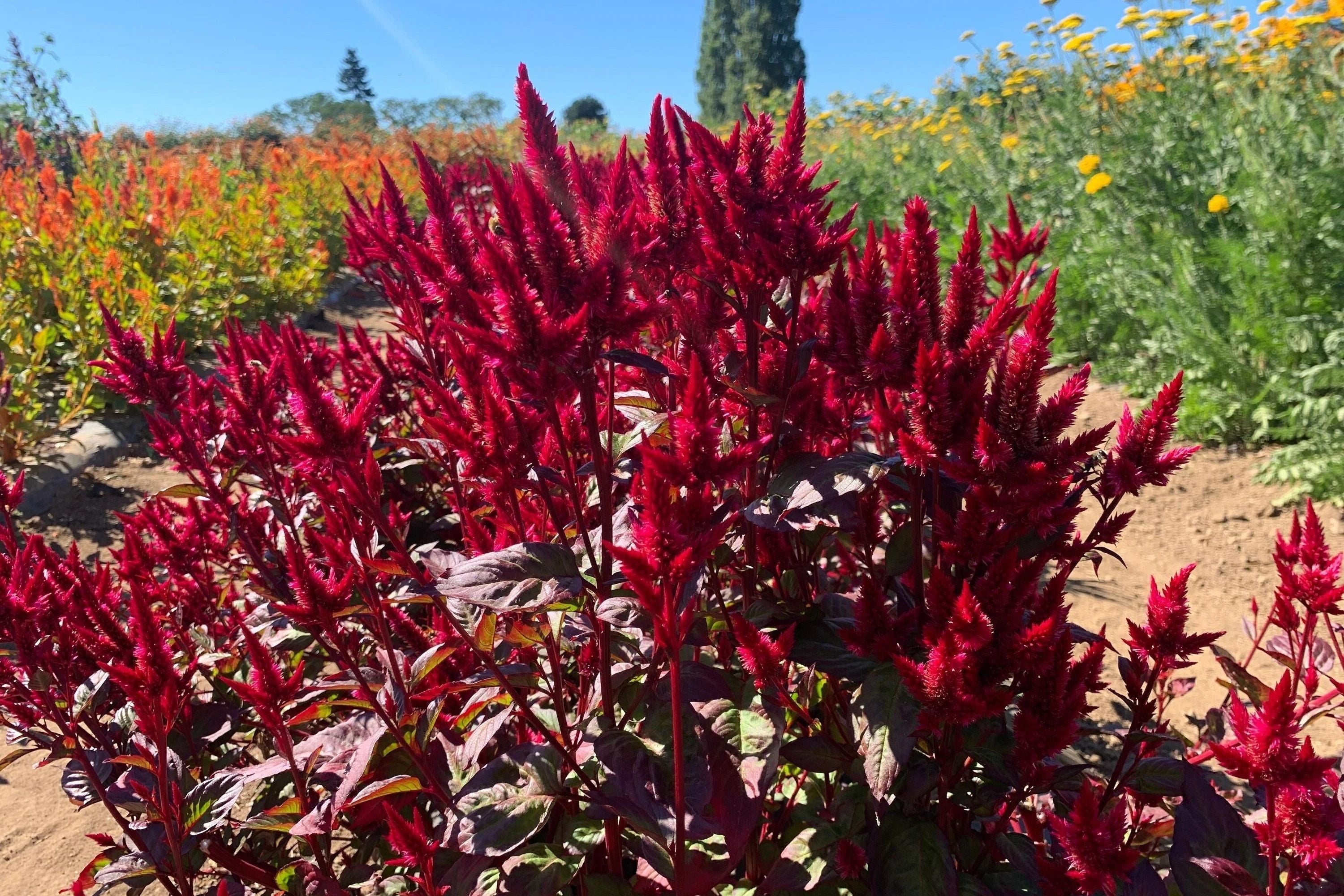 Pampas Plume Mix Celosia Seeds | 50-1,000 Non-GMO Seeds | Colorful Flowering Plants | Celosia Argentea