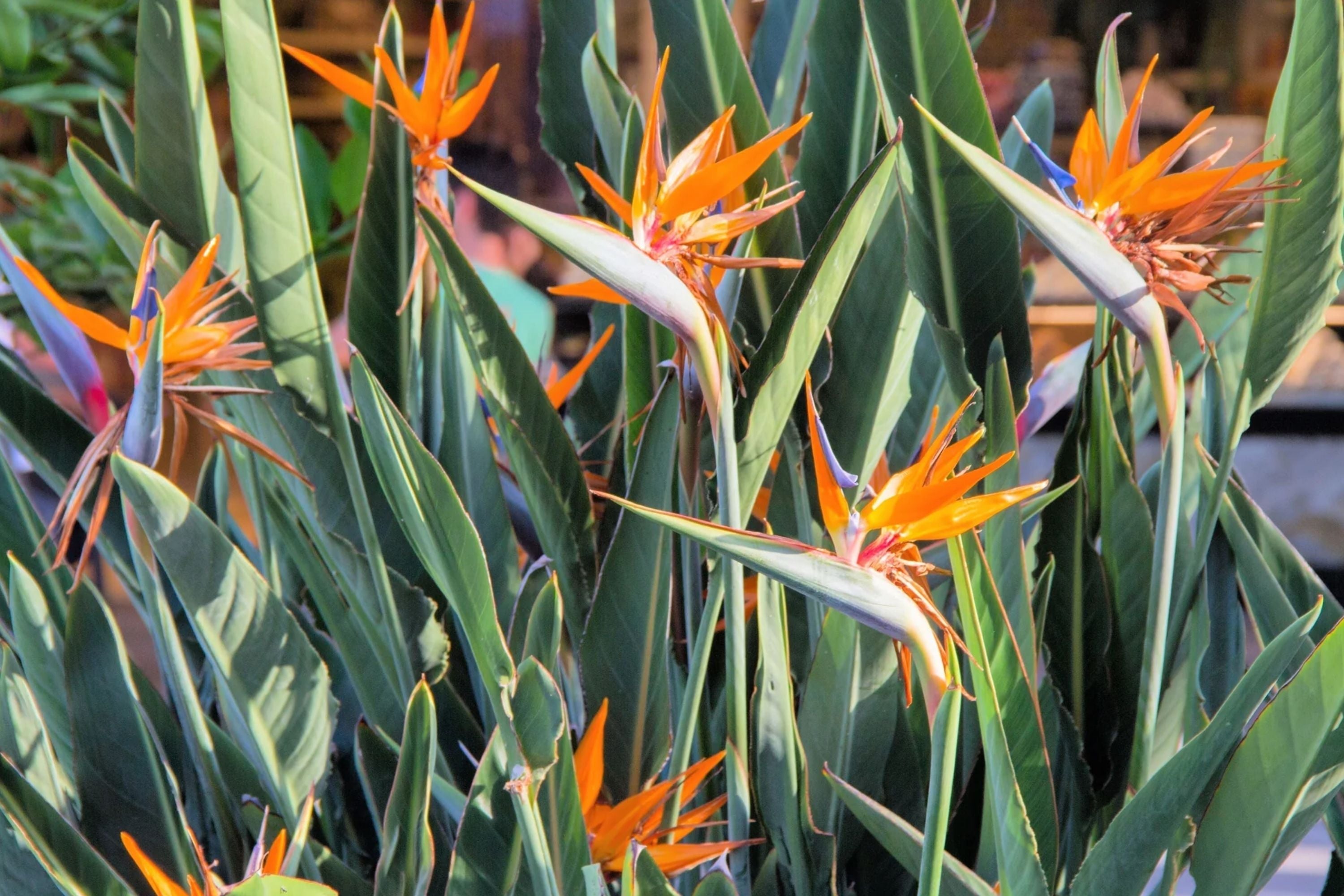 Birds of Paradise 15 Seeds - 2025 Planting Strelitzia Reginae Orange and Blue Variety