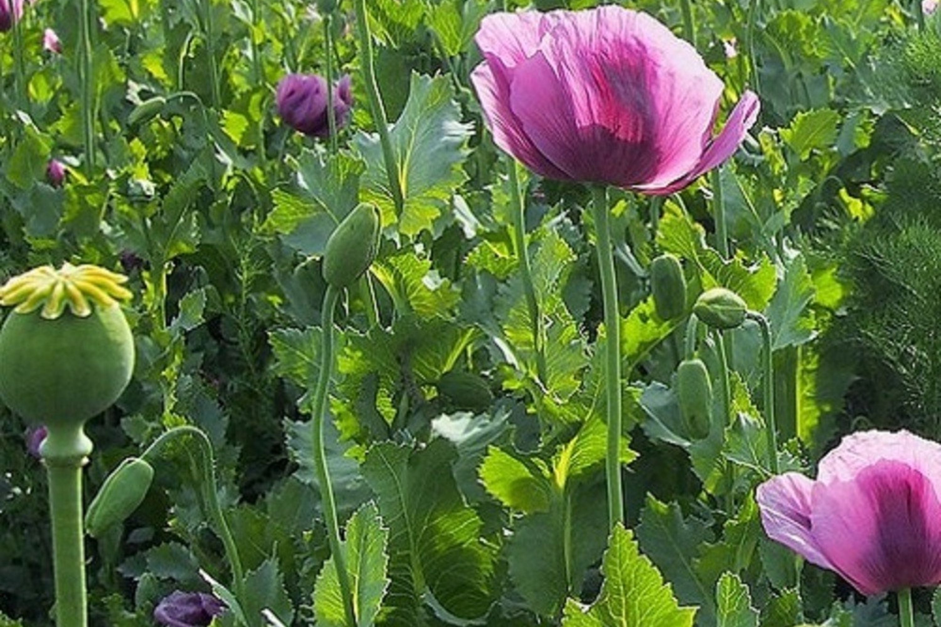 Organic Czech Republic Papaver Somniferum Poppy Seeds – 20,000 Fresh Seeds for Planting