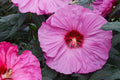 Mixed Giant Hibiscus Seeds - 120+ PCS Perennial Flower Seeds for Planting - Hibiscus rosa-sinensis