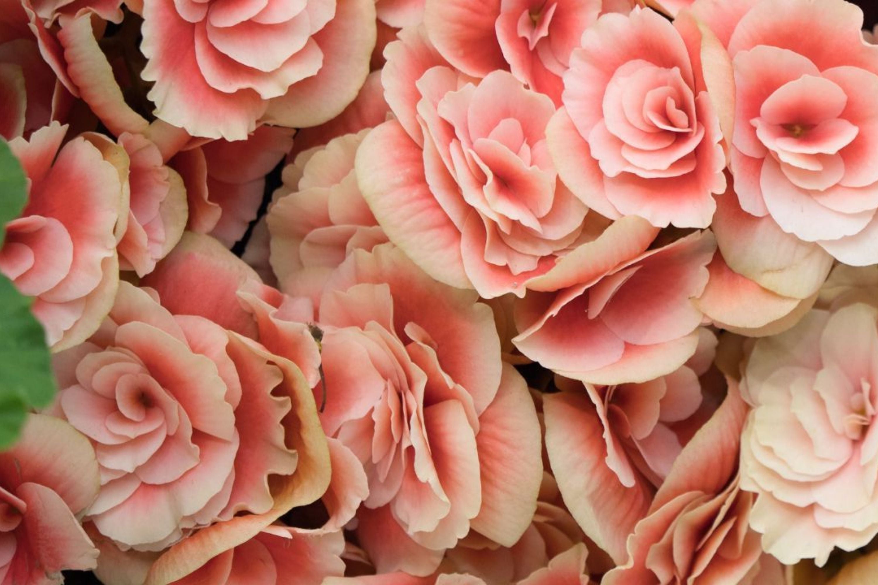 Dreamscape Blend Begonia Seeds - Non-GMO Flower Seeds, 45 or 125 Seeds, Colorful Begonia Varieties for Gardening