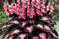 Perennial Hosta Flower Seeds - 200+ Seeds for Planting Outdoors - Hosta spp. Garden Beauties