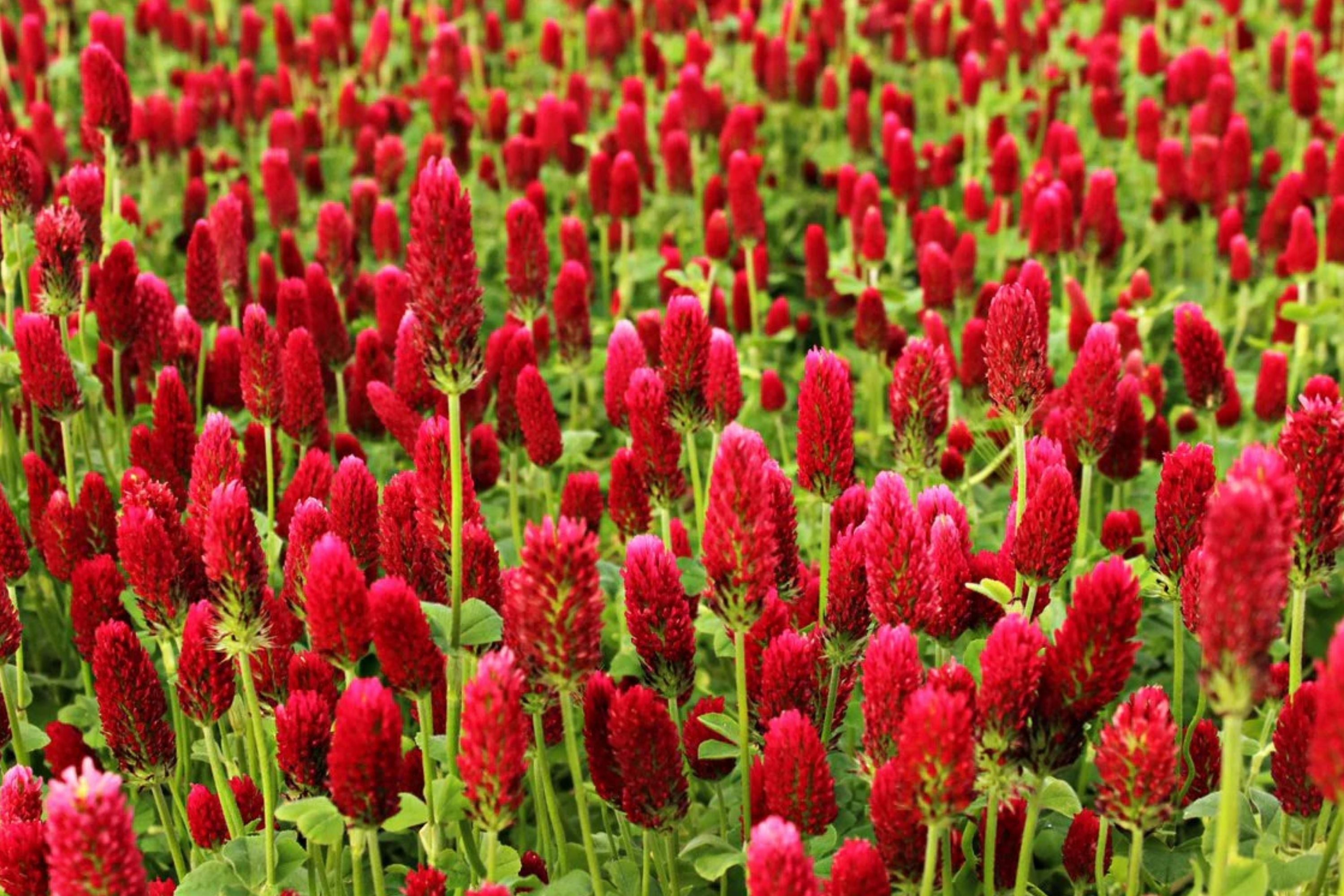 Crimson Clover Seeds - Italian Blood Red - Cover Crop & Garden Flower - Trifolium incarnatum - 2025 Planting