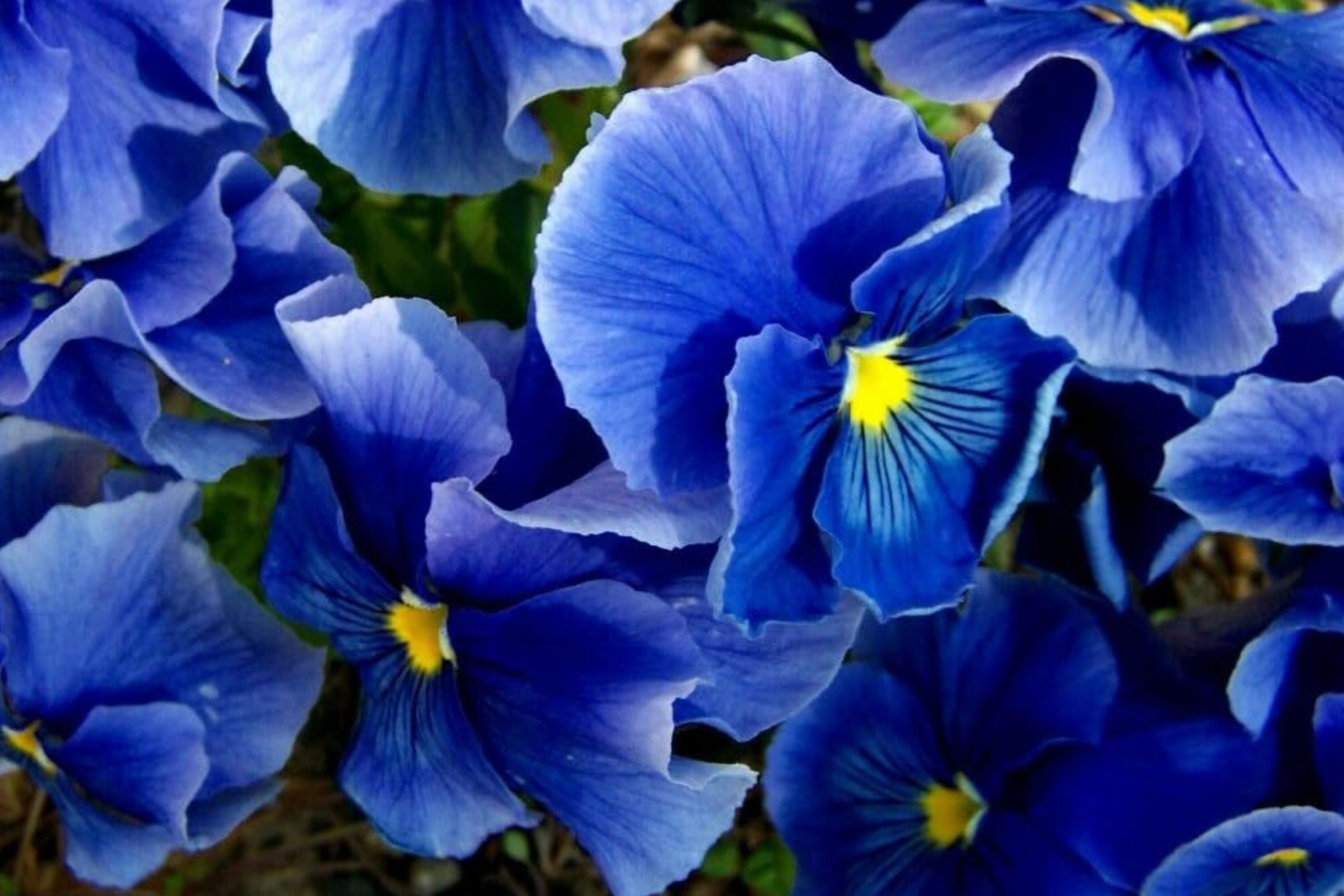 Swiss Giants Pansy Seeds - Pensee Mix - Viola Wittrockiana - Colorful Flower Seeds for Gardens and Containers