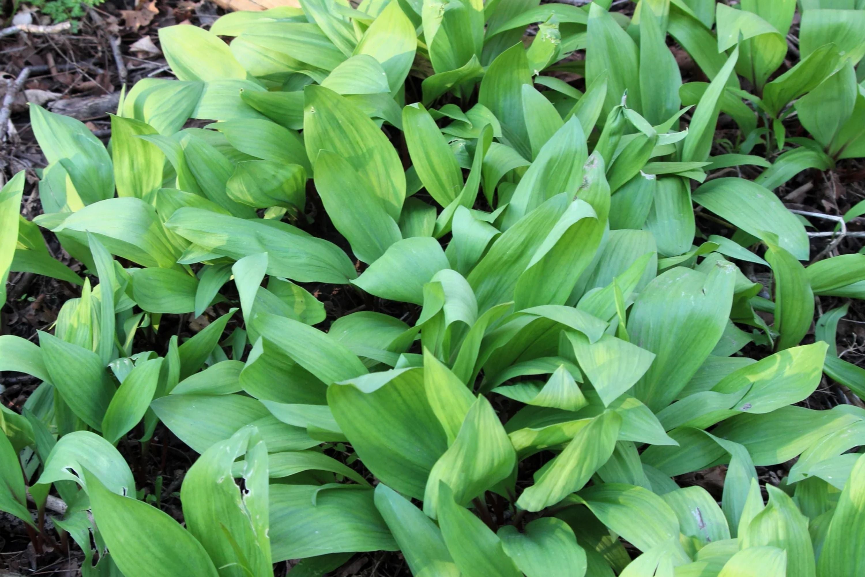 Wild Ramps Seeds - Allium tricoccum - Ramson Vegetable, Wild Garlic, Wild Leek Plant