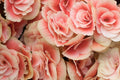 Coral Mosaic Begonia Seeds, 45 or 125 Non-GMO Flower Seeds, Begonia rex 'Coral Mosaic'