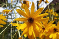 Swamp Sunflower Seeds | Helianthus angustifolius | Late-Season Blooms | Perennial Flower Seeds for Garden