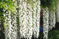White Wisteria Seeds - Floribunda Alba Climbing Flower Vine - Rare Hardy Plant for Garden and Landscape