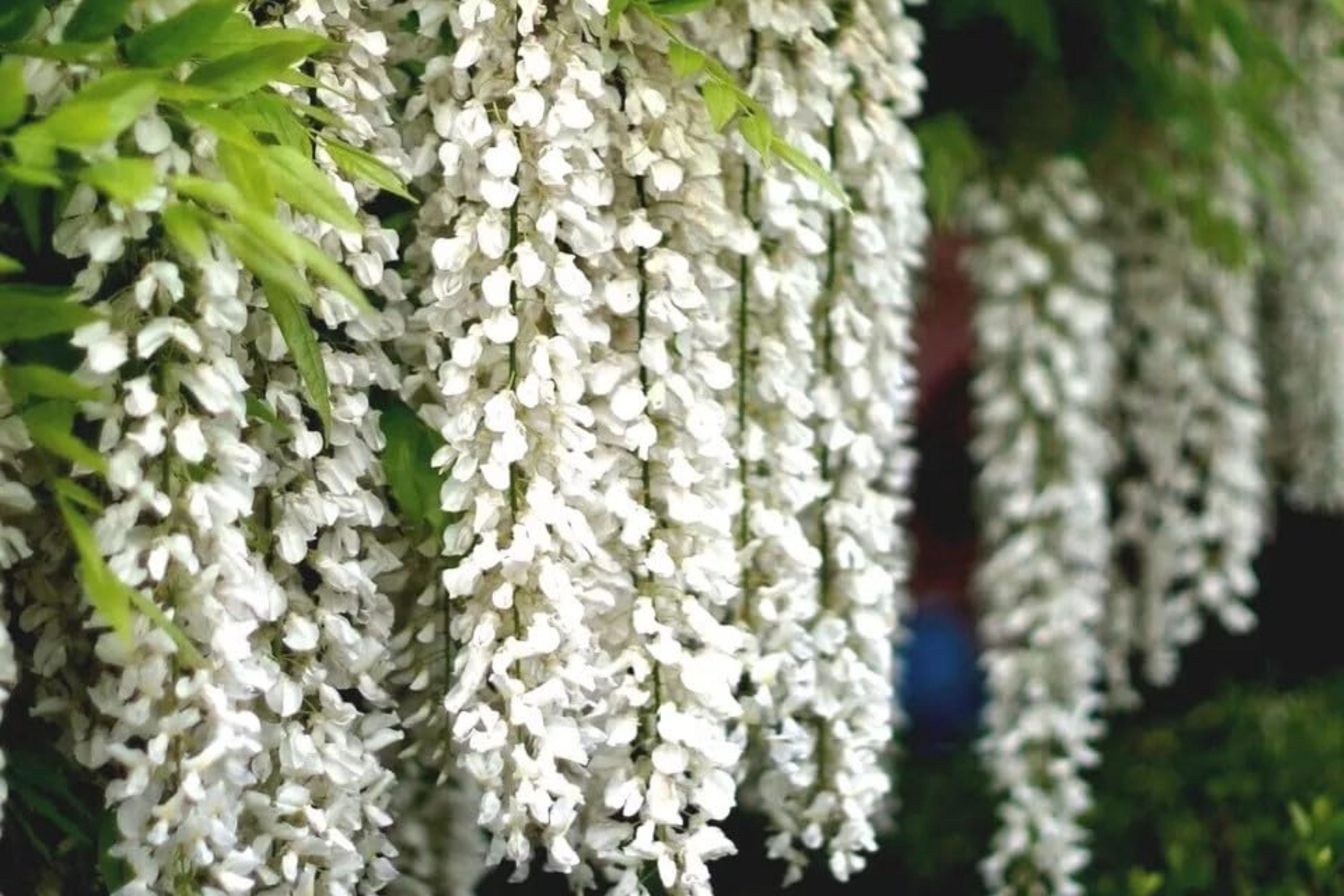 White Wisteria Seeds - Floribunda Alba Climbing Flower Vine - Rare Hardy Plant for Garden and Landscape
