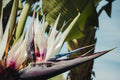 Giant White Bird of Paradise Seeds - Strelitzia nicolai - Tropical Flower Plant Seeds for Gardening and Landscaping