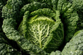 Savoy Cabbage Seeds - 400+ Non-GMO Heirloom Fresh Garden Seeds - Brassica oleracea